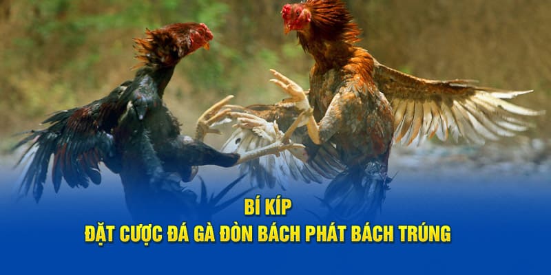 Bí kíp đặt cược đá gà đòn