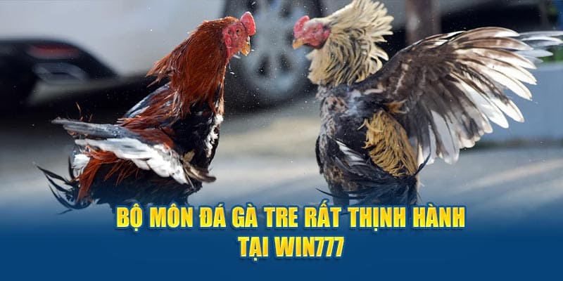 Giới thiệu bộ môn đá gà tre