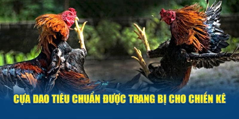 Quy định về trò chơi đá gà cựa dao