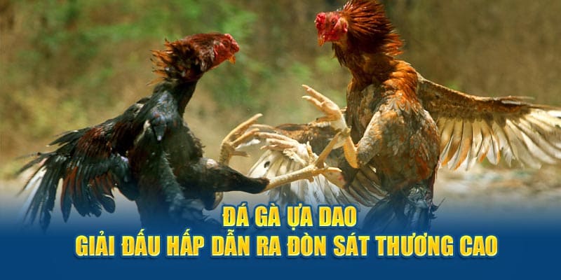 đá gà cựa dao