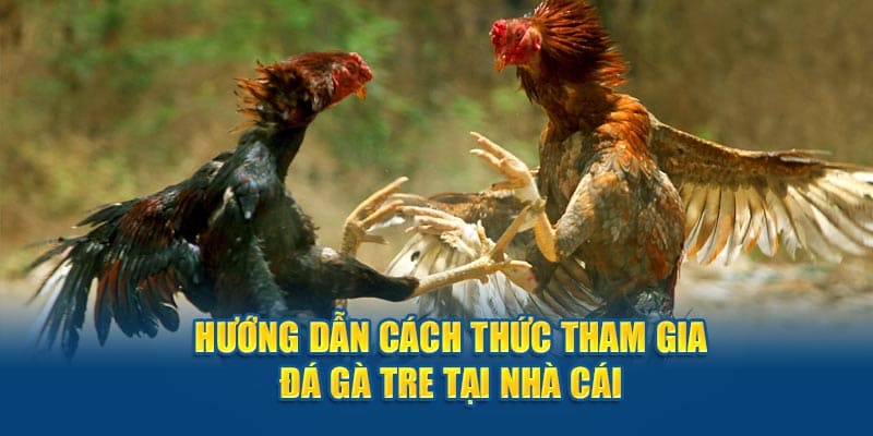 Cách tham gia đá gà tre