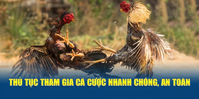 Hướng dẫn tham gia đá gà cựa dao