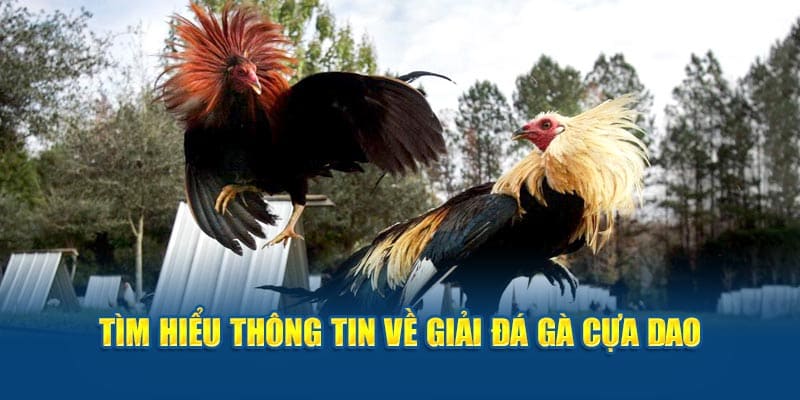 Tìm hiểu thông tin về giải đá gà cựa dao