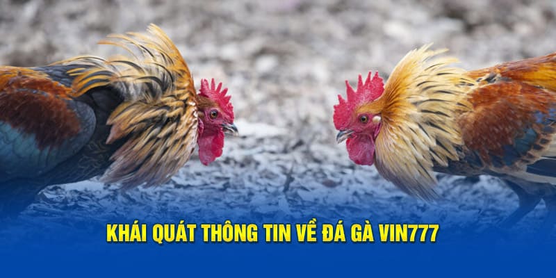 Giới thiệu khái quát về đá gà vin777